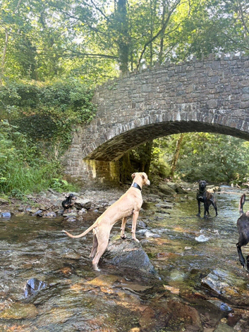 7 Bull x Lurcher pup