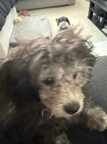Beautiful poochon