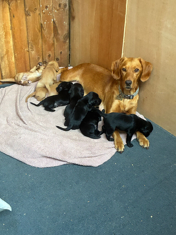 Spaniel x Labrador puppies