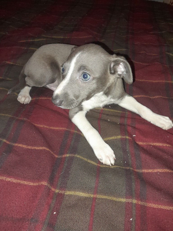 Italian greyhound puppies