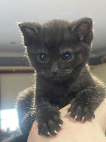 Five gorgeous babies looking for their new homes