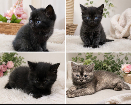 Scottish fold mixed kitten