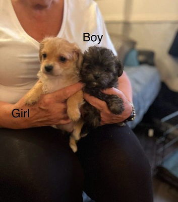 TOY POOLE X CHIHUAHUA (POOCHI) PUPPIES