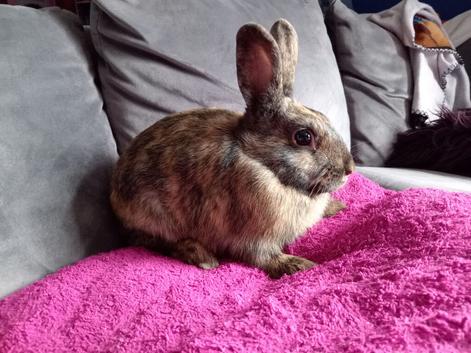 Reduced:16wk old bucks