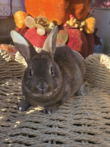 2 Mini Rex Kits to RESERVE