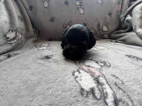 Cockapoo ( 1/4 frenchie )