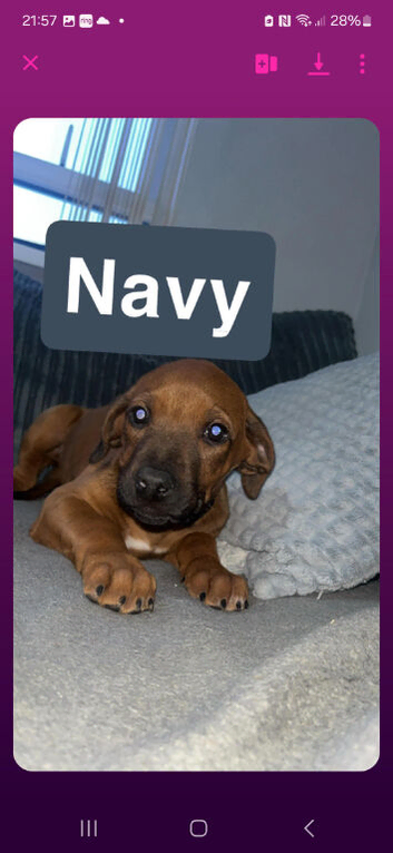 Ridgeback puppies