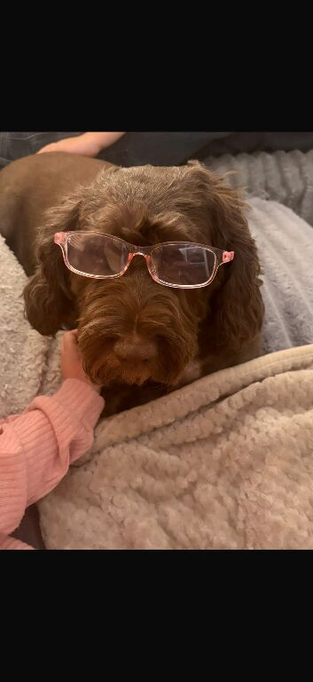 Standard poodle & Cockapoo