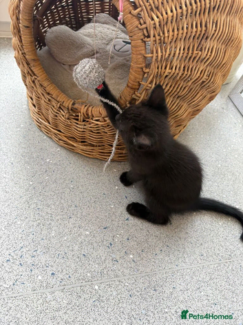 Maine coon x ragdoll