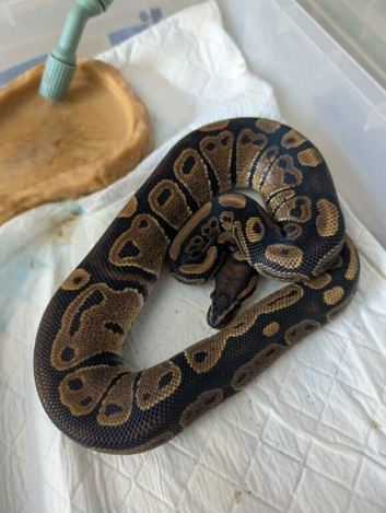 rescused snakes needing a new home