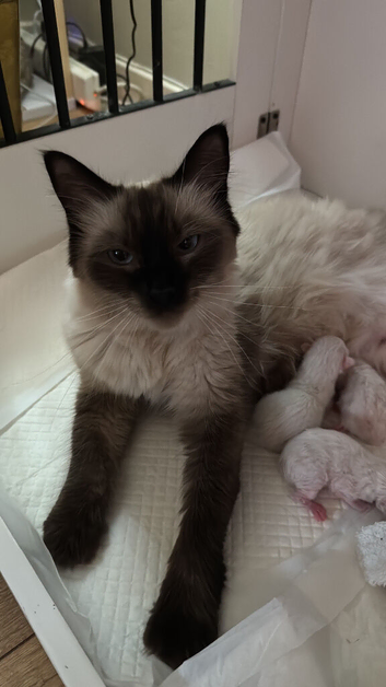 Ragdoll kittens