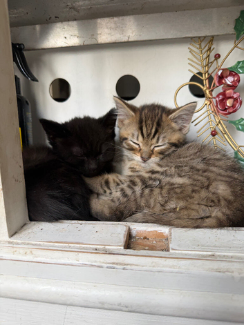 Beautiful part bengal kittens