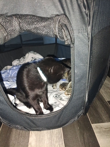 Male kitten