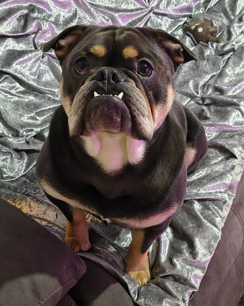 English bulldog x french bulldog