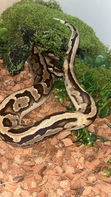 1 year old royal python