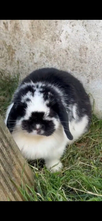 Mini Lop Rabbits for Sale &ndash; Male & Female Bunnies &ndash; Lop-Eared Pet Rabbits