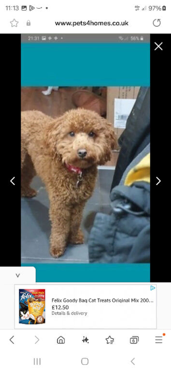 Toy poodle for stud