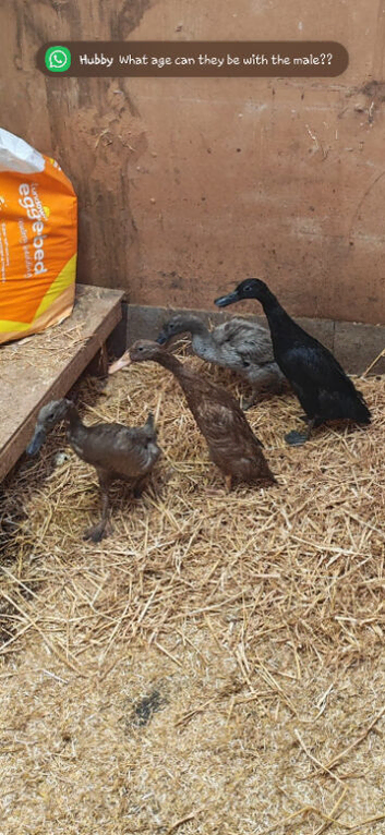 2 female runner ducks 3mths old