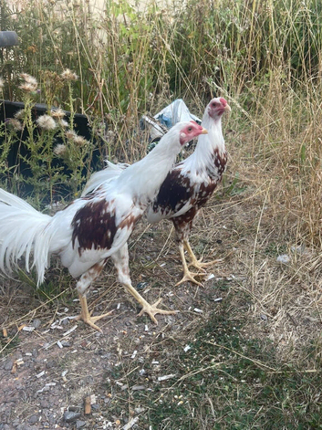 Game fowl cockreles / aseel