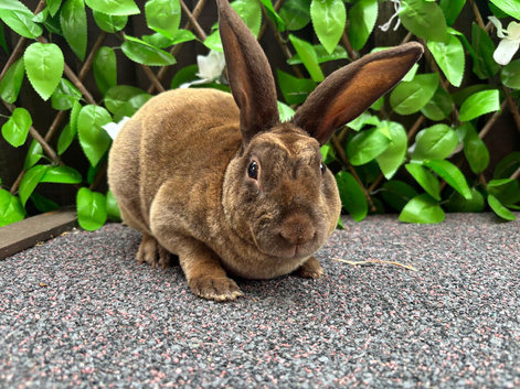Mini Rex