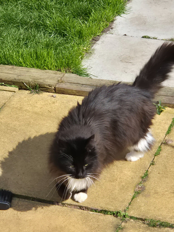 Mother and daughter cats need new home together