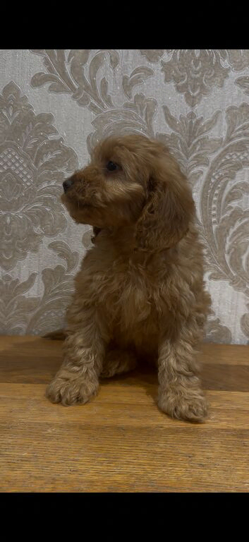 Adorable F1 Cockapoo Puppies