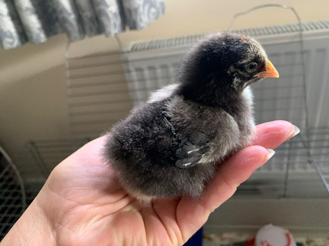Wyandotte chicks