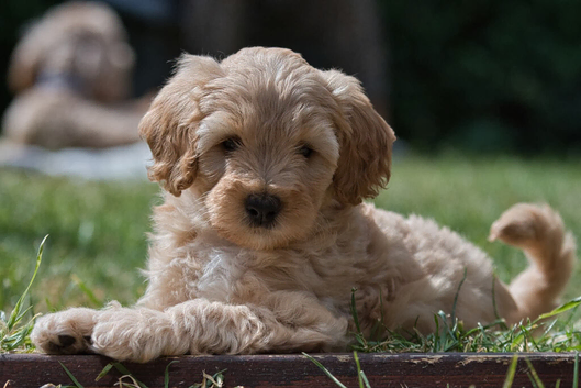 Beautiful F1 Cockapoo x Australian Labradoodle Puppies