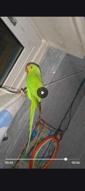 Ringneck parrot 5 months old friendly but not tame yet