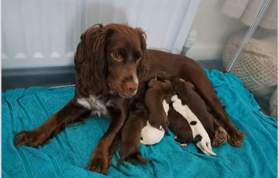 Cocker spaniel puppies