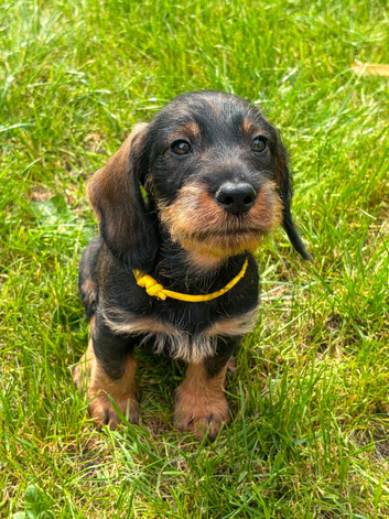Wirehaired dachshund