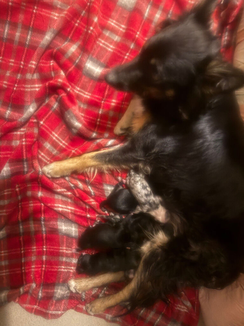 Beautiful border collie pups.