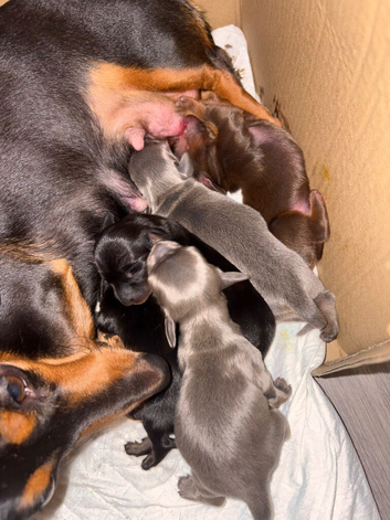 Gorgeous Pedigree Miniature Dachshund Puppies