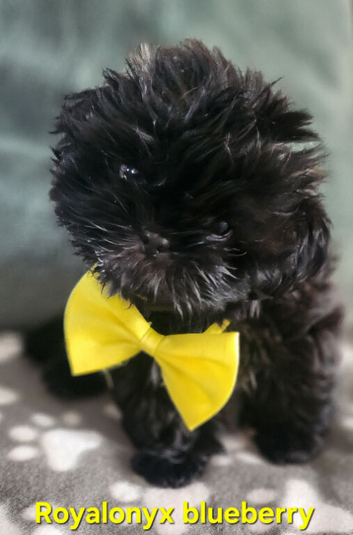 Kc shih tzu imperial line READY NOW!!!