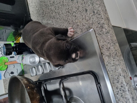 Staffy girl pick of the litter pup , &pound;1500