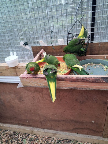 Baby  Kakariki  For Sale  .