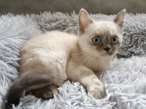 Persian x Blue eyed Female