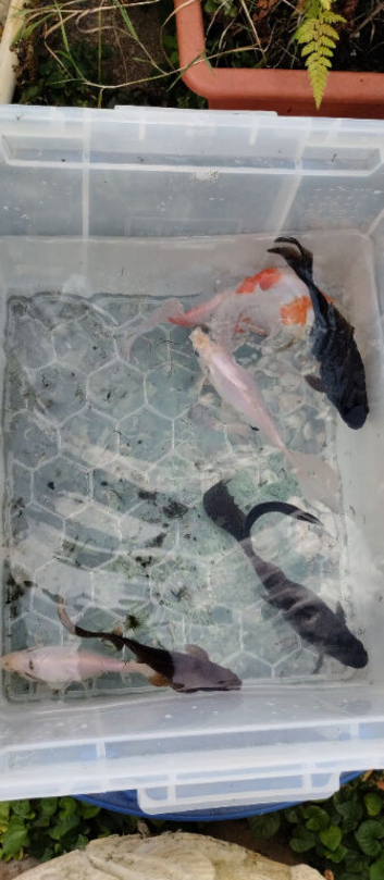 7 koi carp