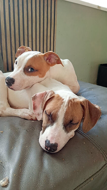 Irish staffy puppy makes and female