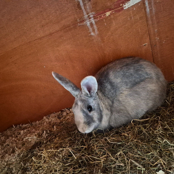 Male and female and 6ft hutch
