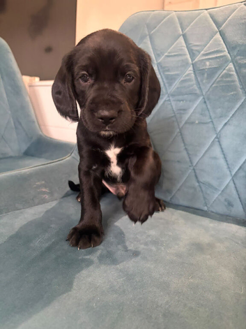 Cockerdor puppies