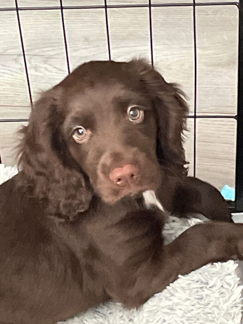 Cocker spaniel for sale