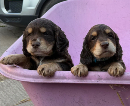 Beautiful working cocker spaniel puppies