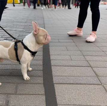Vybz  | 2-Year-Old French Bulldog