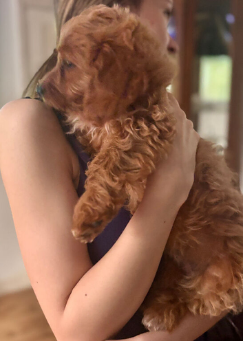 READY NOW, &pound;1100 ono, Super cute Cavapoochon&rsquo;s
