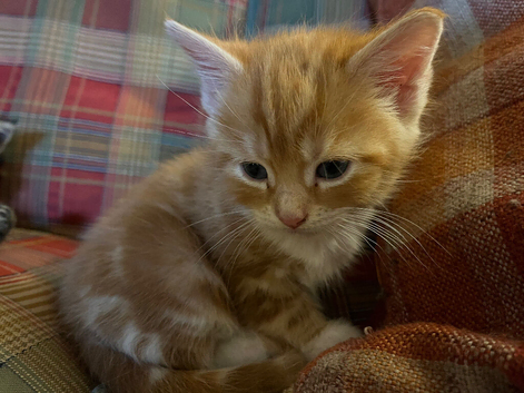 Kittens for sale