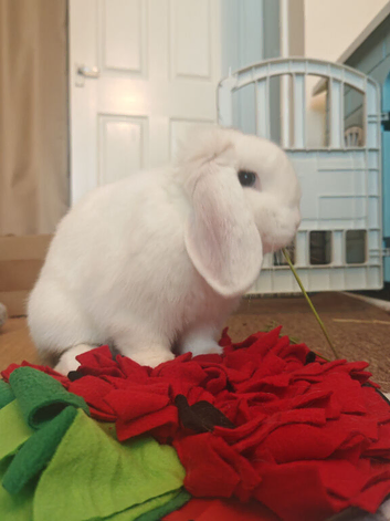 Mini lop looking for a forever home