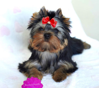 Adorable KC registered puppies