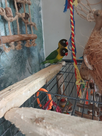 Lovebirds
