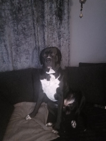 Dog for stud